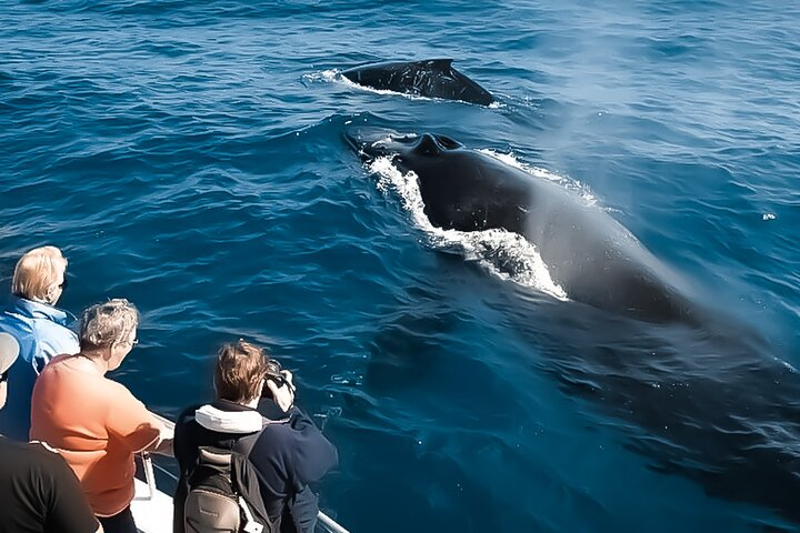 Whale Watching Tour - Big Island, Hawaii  - Photo 1 of 6